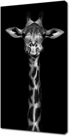 Черно-белый жираф