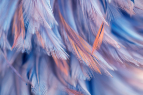Голубые перья с вкраплением светло-коралловых