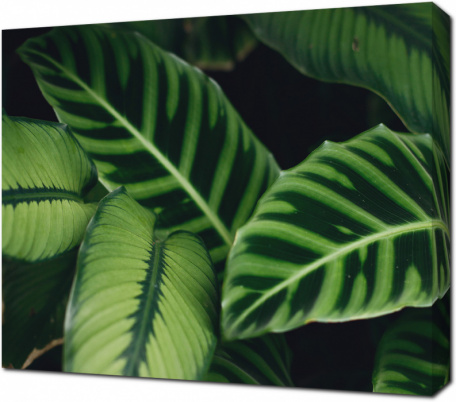 Зеленые листья тропических растений