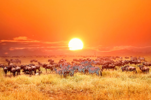 Антилопы и зебры на закате