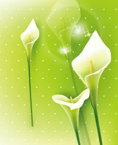 Стройные каллы