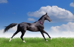 Красивый конь