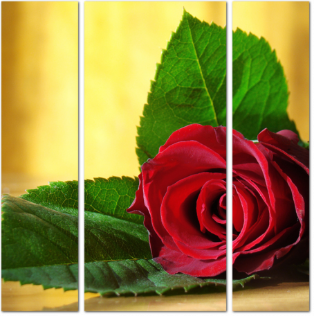 Цветок красной розы с лепестками