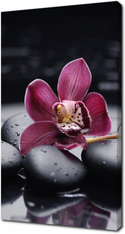 Орхидея на черных камнях