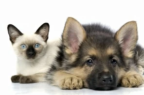 Сладкая парочка кота и собаки