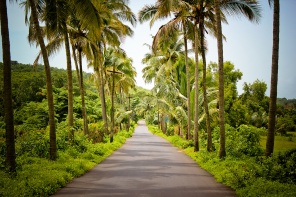 Дорога с пальмами. Гоа. Индия