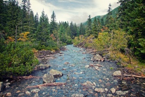 Горная река в лесу