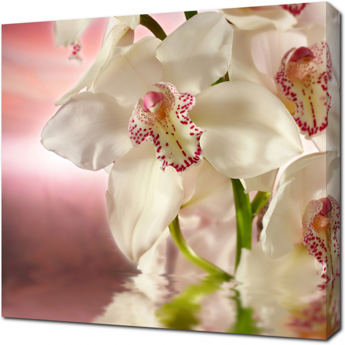 Белая орхидея на розовом фоне