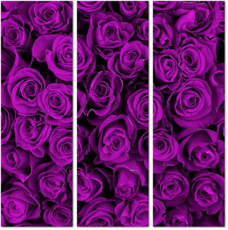 Фон с фиолетовыми розами