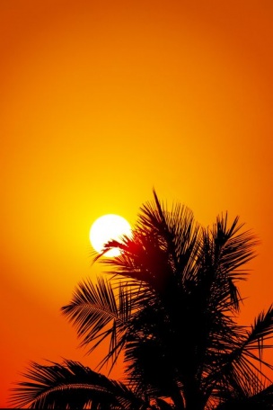 Солнце за пальмой