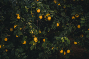 Лимоны в тени