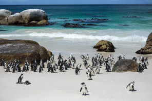 Африканские пингвины на побережье
