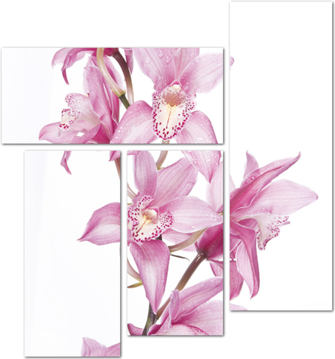 Бледно-розовые орхидеи на белом фоне