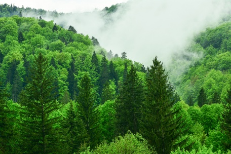 Зелень таинственного леса
