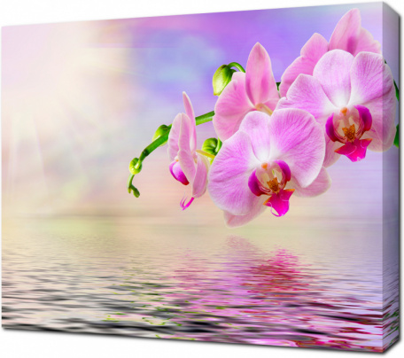 Ветка Орхидеи с отражением в воде