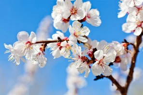 Белое цветение