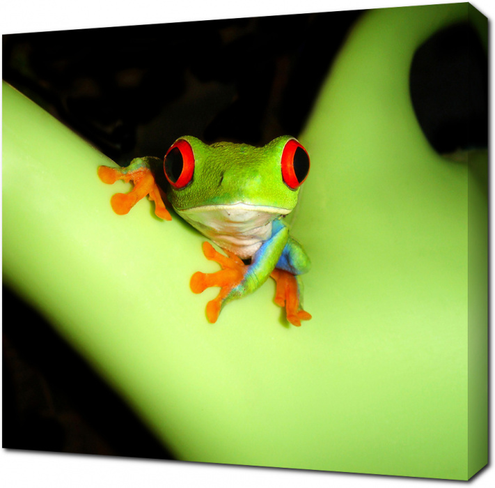 Древесная лягушка на зеленом растении