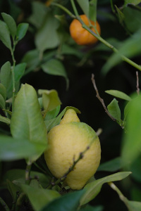 Ветка лимона и мандарина