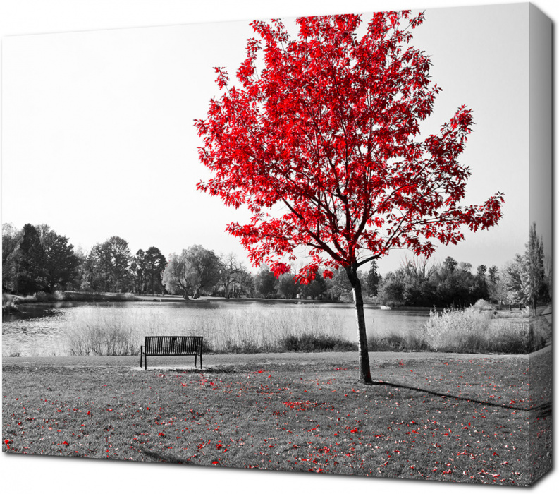 Черно-белое фото парка с выделенным красным деревом