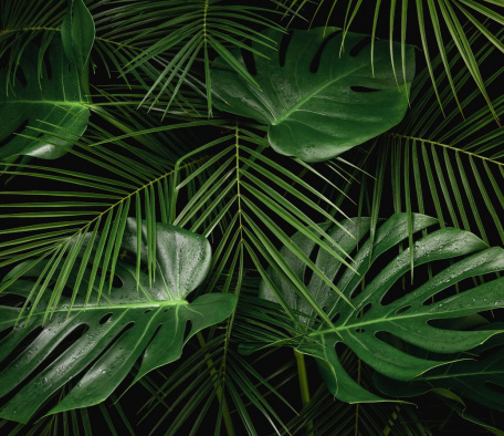 Декоративные листья тропических растений