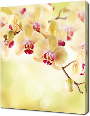 Желтые орхидеи на светлом фоне