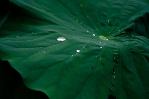 Капли дождя на листьях лотоса