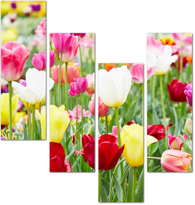 Цветущие тюльпаны