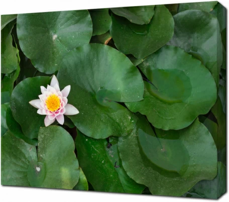 Кувшинка среди крупных листьев