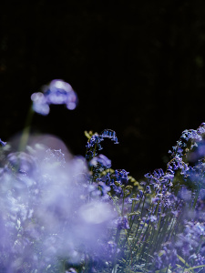 Небесно-синие цветы