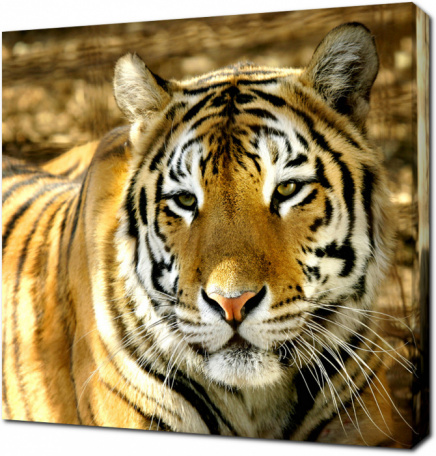 Сонный Бенгальский тигр
