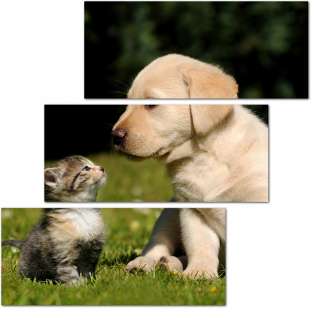 Дружба щенка и котёнка