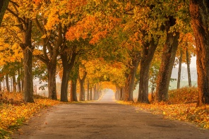 Осенняя аллея парка