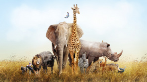 Разнообразие Африканских животных