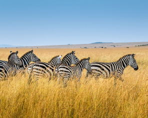 Черно-белые зебры на ярком фоне
