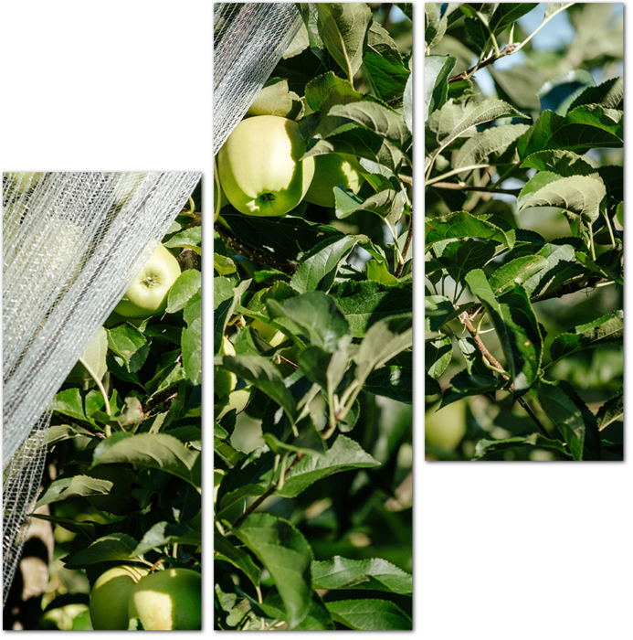 Поспевающие яблоки