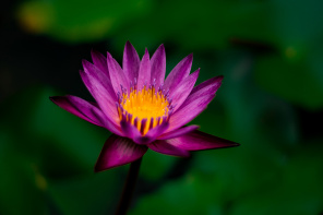 Яркий цветок лотоса