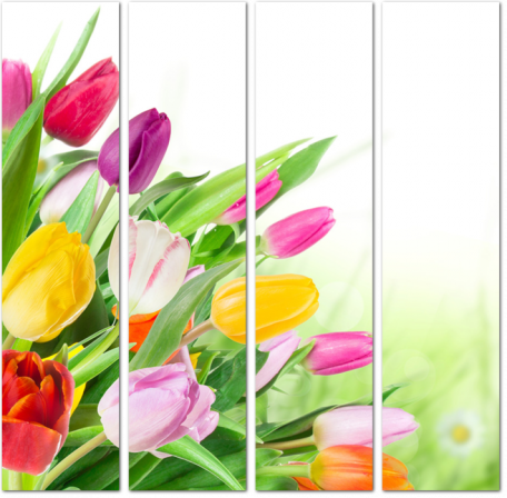 Нежные разноцветные тюльпаны
