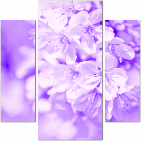 Фиолетовые цветки яблони