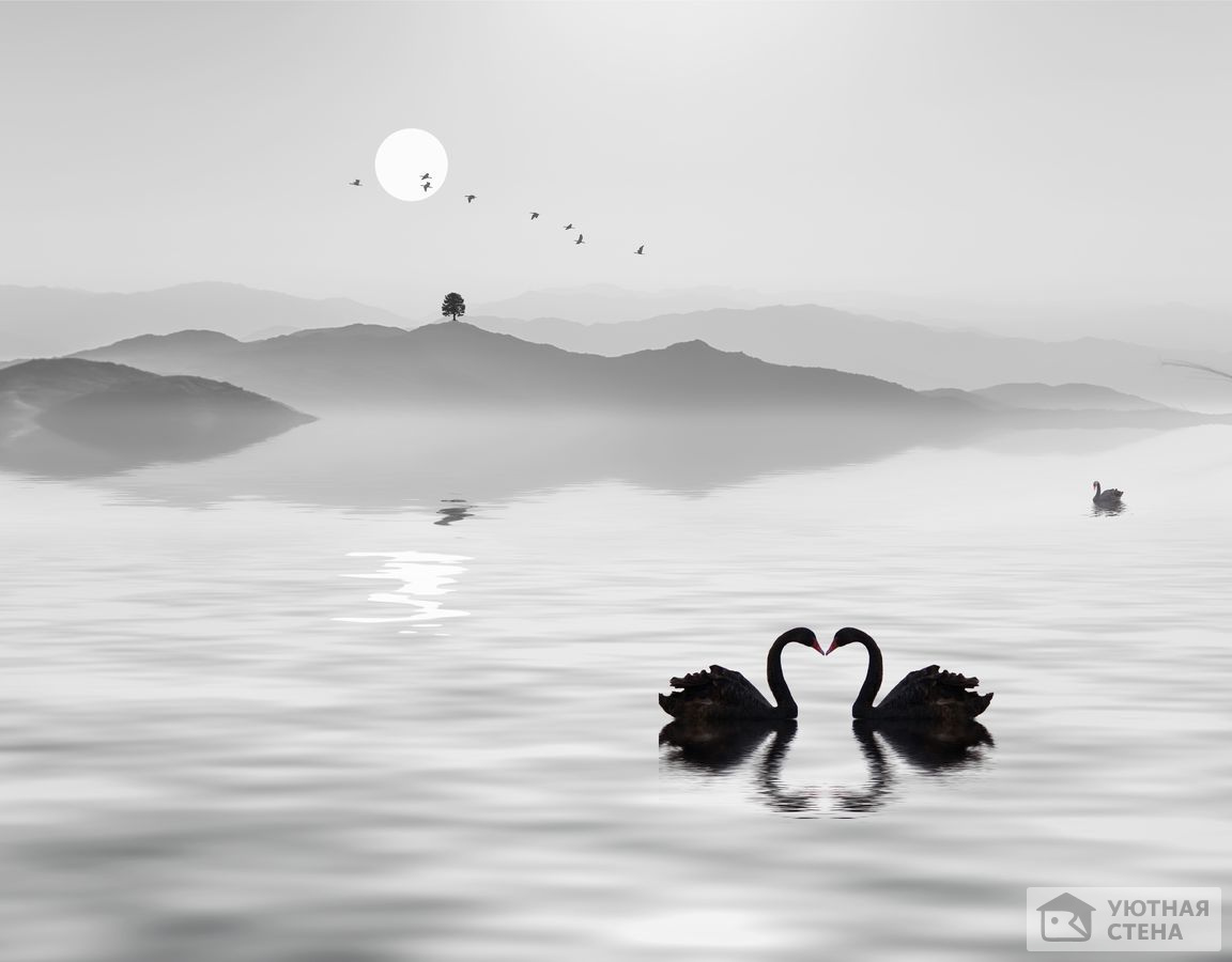 Пара лебедей на озере