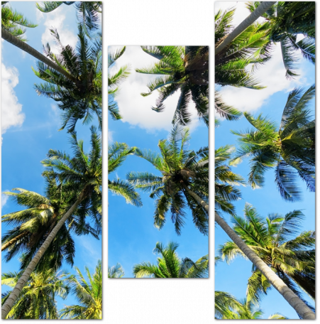 Вид на пальмы снизу