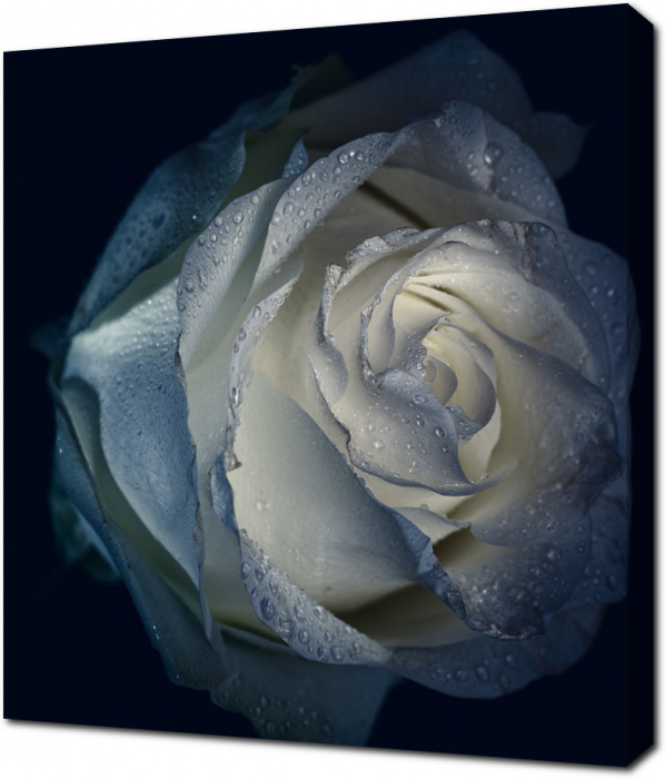 Тонированное изображение бутона розы с каплями воды