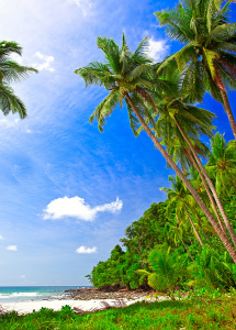 Заброшенный пляж с пальмами