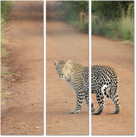 Леопард на дороге