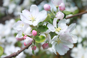 Цветы на ветке яблони