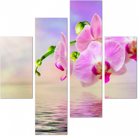 Ветка Орхидеи с отражением в воде
