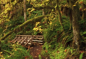 Пешеходный мост в лесу