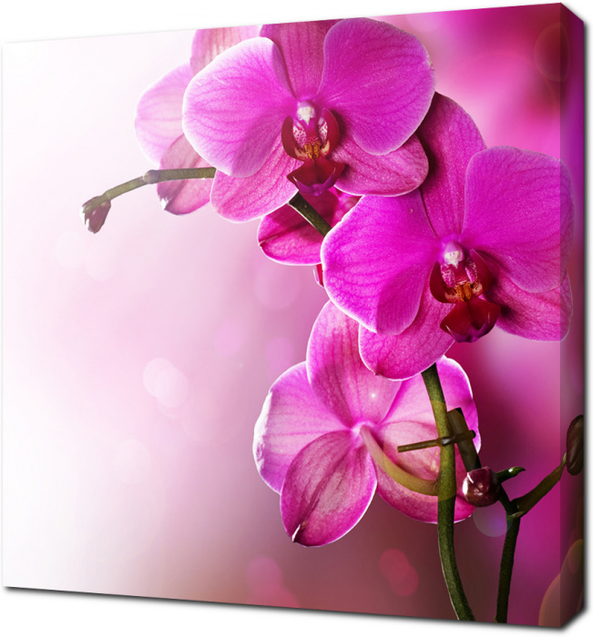 Розовые орхидеи крупным планом