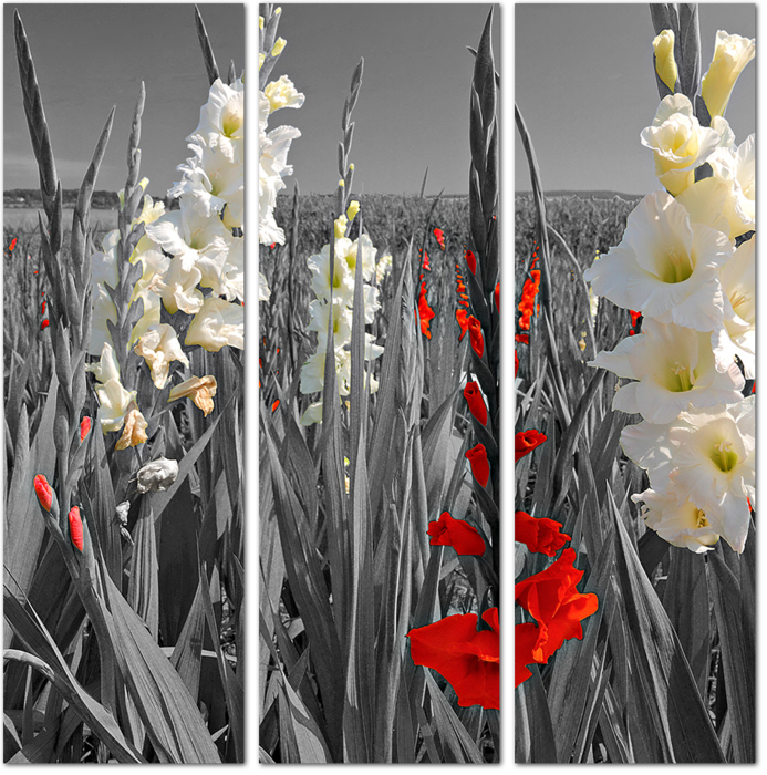 Белые и красные цветы на черно-белом пейзаже