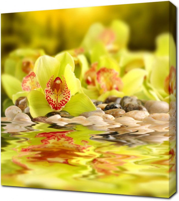 Желтая орхидея крупным планом
