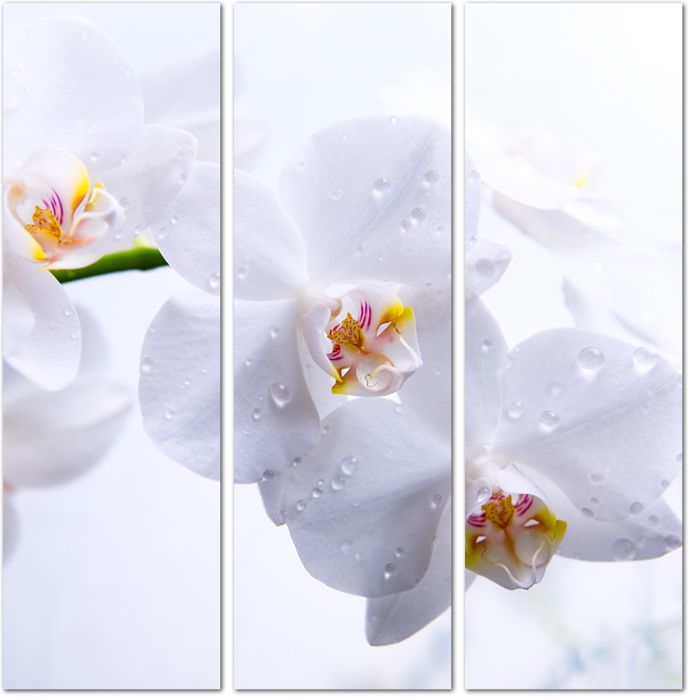Белые орхидеи на белом фоне